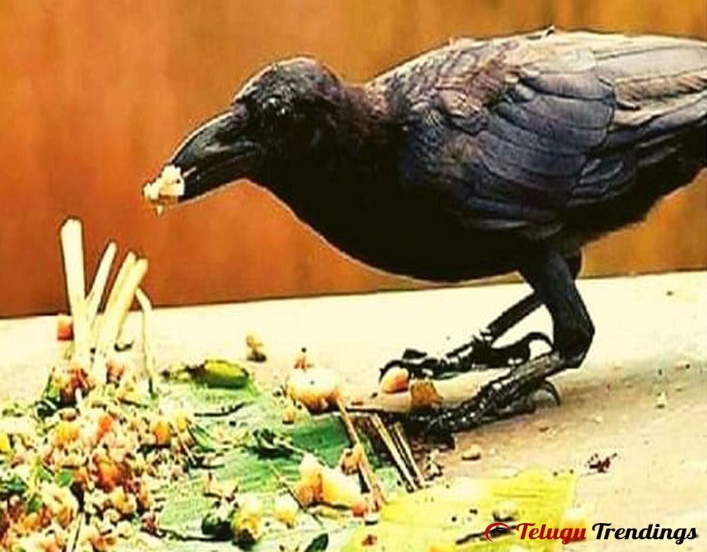 Why Crows are Considered a Replica of the Ancestral