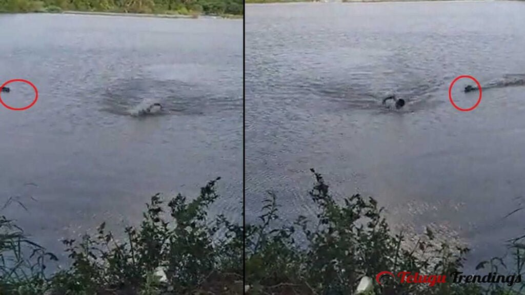 Alligator Attack on అ Man Swimming in the River