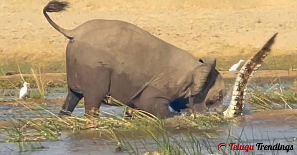 Mother Elephant Killed a Crocodile to Protect her Calf