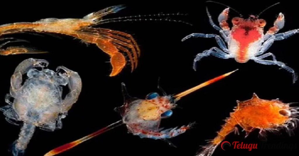 Scientists Identify 14 New Species of Larvae that look like Aliens in Deepest Sea