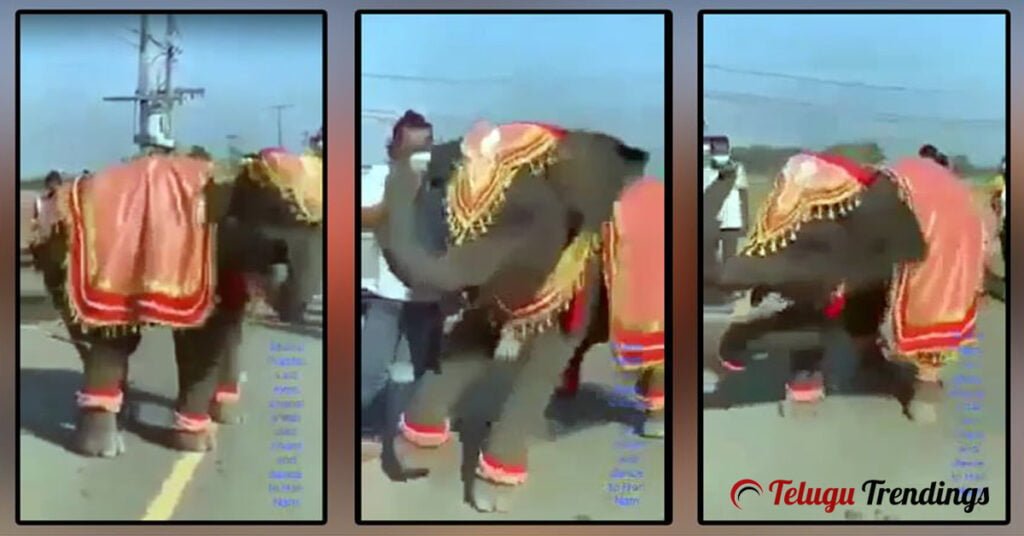 Baby Elephant Dancing with Devotional Song