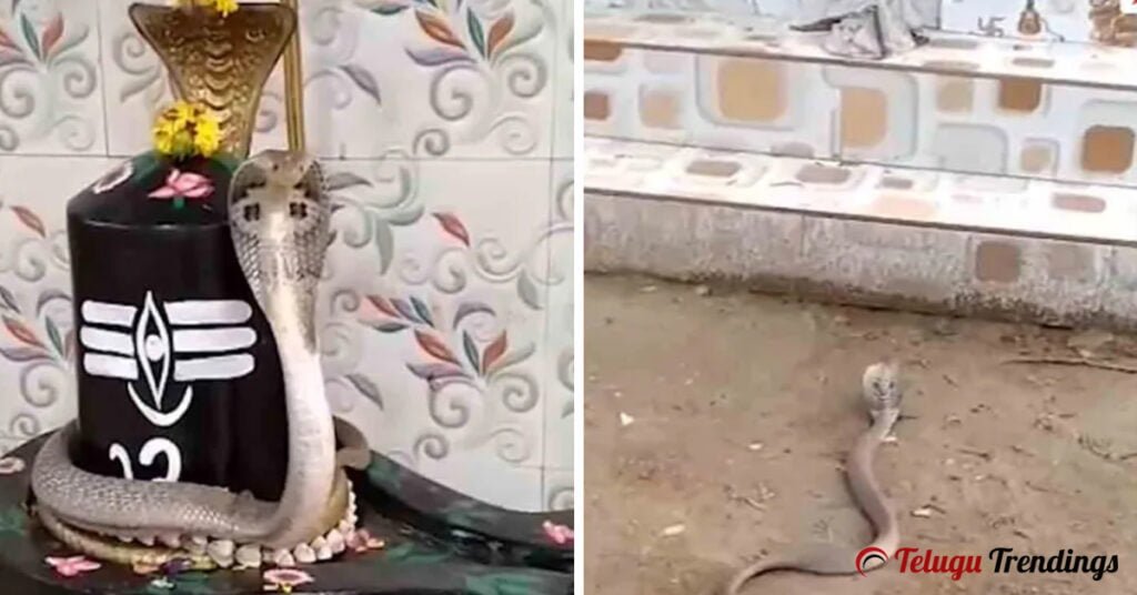 Snake Around Shivling During Mahashivratri