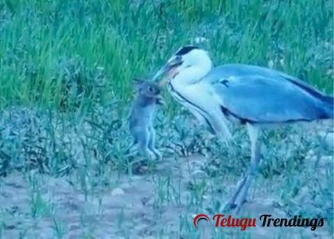 Heron Swallows Live Baby Rabbit