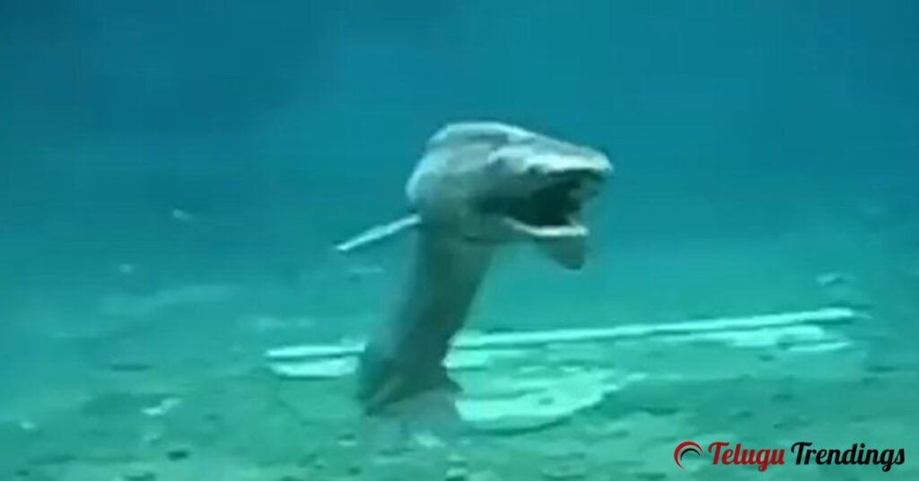 Frilled Shark Over 80 Million Year Old