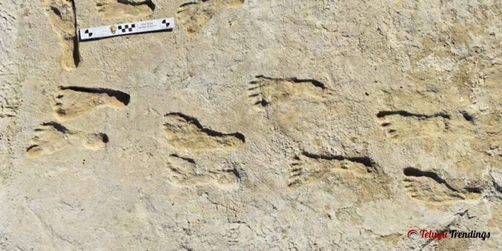 Oldest Homo Sapiens Footprints Discovered